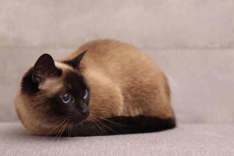 Adorable Thai cat resting near grey wall