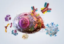 Znanstveniki opozarjajo na »zombi celice«: Bi nam lahko nekatere celo pomagale? Advanced Immunotherapies targeting Senescent Cells. Therapeutic mechanisms, incl. pharmacological senolytics, Antibody-Drug conjugates (ADC), and CAR-T Cell Immunotherapy. Immune System's phagocytosis process with specific molecular targets. Biotech, aging concept
