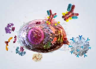 Znanstveniki opozarjajo na »zombi celice«: Bi nam lahko nekatere celo pomagale? Advanced Immunotherapies targeting Senescent Cells. Therapeutic mechanisms, incl. pharmacological senolytics, Antibody-Drug conjugates (ADC), and CAR-T Cell Immunotherapy. Immune System's phagocytosis process with specific molecular targets. Biotech, aging concept
