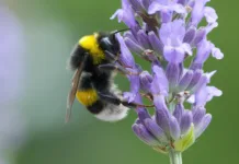 Koliko oprašijo čmrlji? Close-up of a small bumblebee, close-up of a bumblebee, bumblebee on a lavender flower, insect on a lavender flower