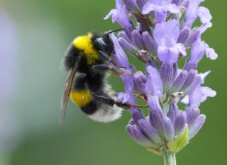 Koliko oprašijo čmrlji? Close-up of a small bumblebee, close-up of a bumblebee, bumblebee on a lavender flower, insect on a lavender flower
