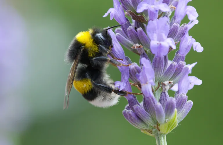 Close-up of a small bumblebee, close-up of a bumblebee, bumblebee on a lavender flower, insect on a lavender flower