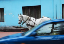 Koliko je ena konjska moč? horse and car on street in small town