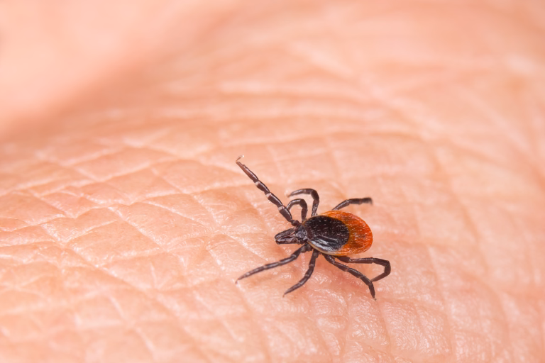 Parasitic insect mite - bacterial or viral pathogens carrier. Lyme disease or tick-borne encephalitis transmission danger