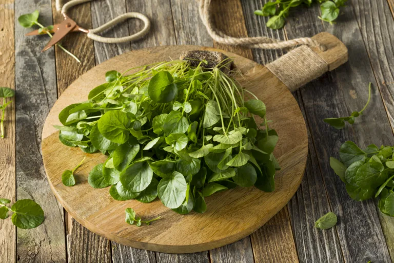Raw Green Organic Living Water Cress Ready to Eat
