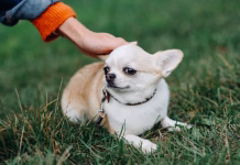 Pasma psa z najdaljšo življenjsko dobo red and white chihuahua lying on green grass in park in sunny summer day, owner stroking head, dwarf dog breed, dogwalking concept