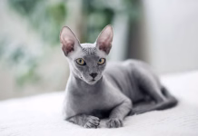 Pasma mačke z najkrajšo življenjsko dobo Selective focus. Small gray domestic cat Sphynx close-up and copy space.