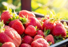 Jagode bodo še slajše: znanstveniki stavijo na ta gen Sweet tasty berry ready for sell or making jam.