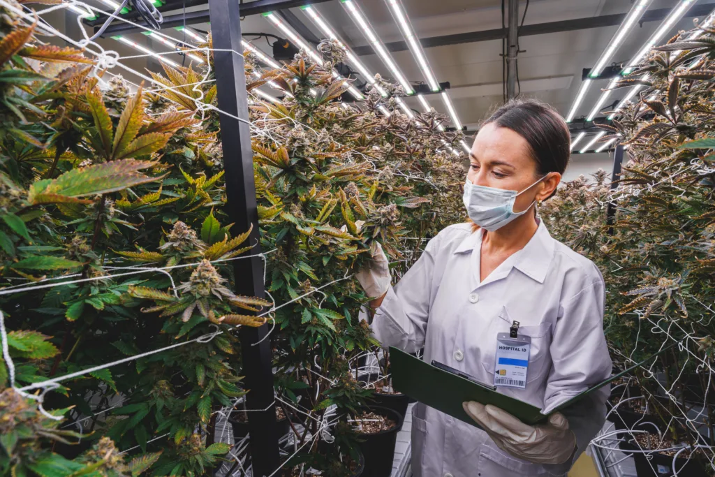 A female scientist wearing face mask and gloves examining the cannabis plant at the indoor farm.