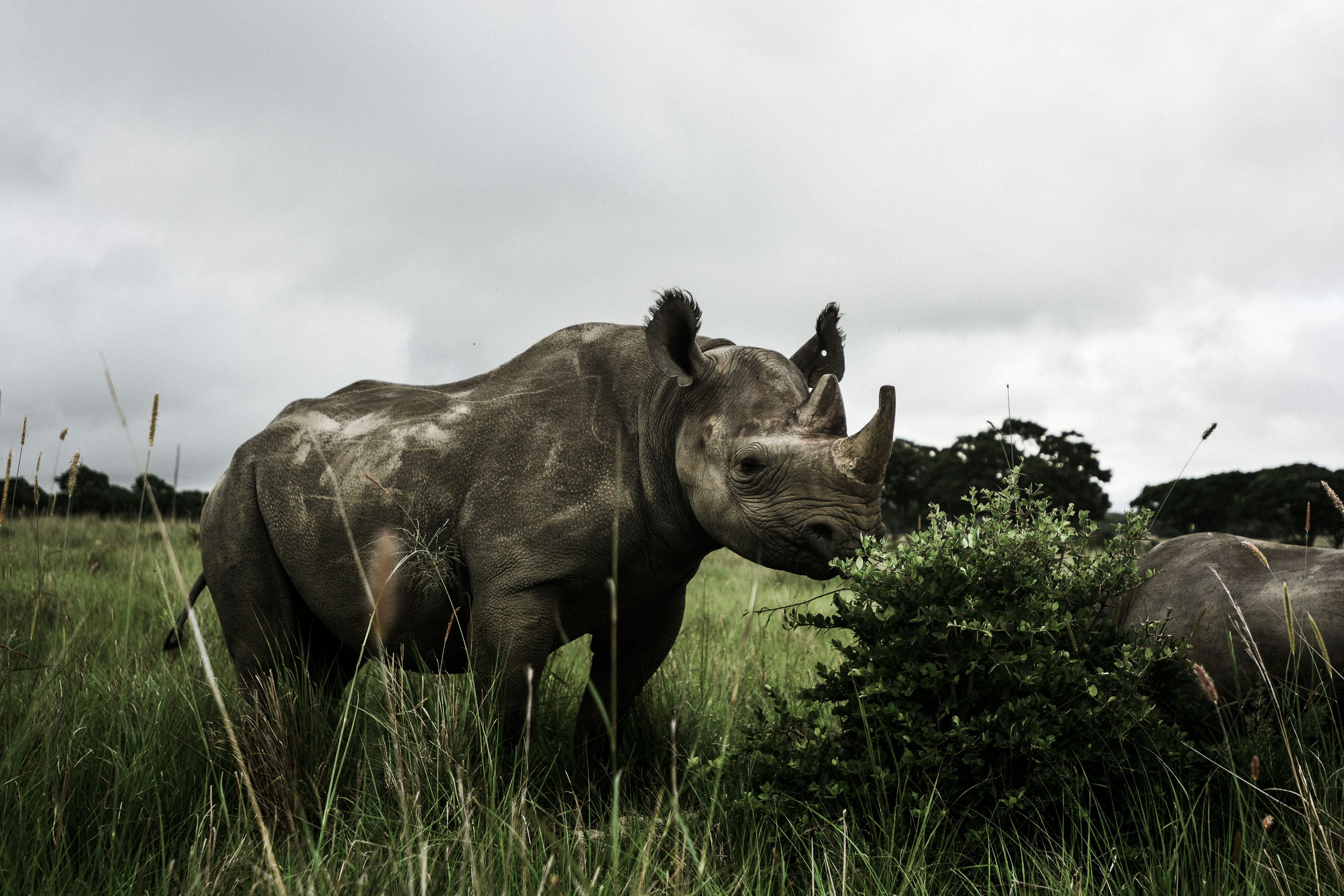 A female Western Black Rhino and her calf graze on bushes in South East Zimbabwe.
