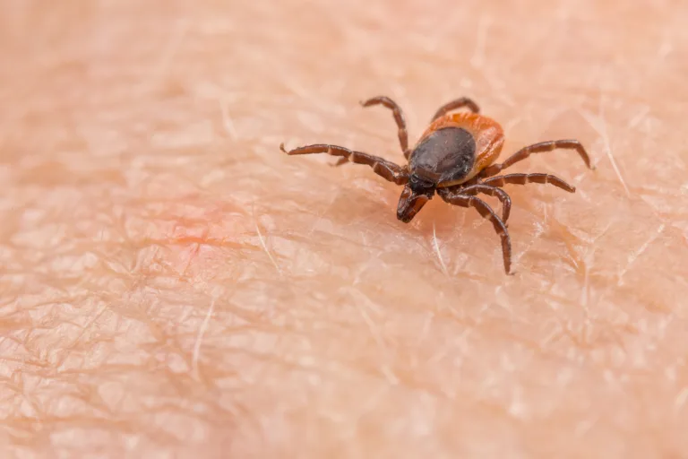Closeup of insect mite on pink epidermis. Danger of tick-borne diseases transmission by infected parasite