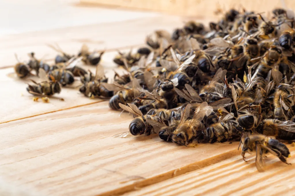 Dead bees in the middle of the hive. Death of bees. Mass poisoning of bees