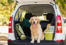 Pravila za pse in mačke iz Srbije in Črne gore se spreminjajo: Kaj potrebujete po novem? Domestic dog sitting in the car trunk