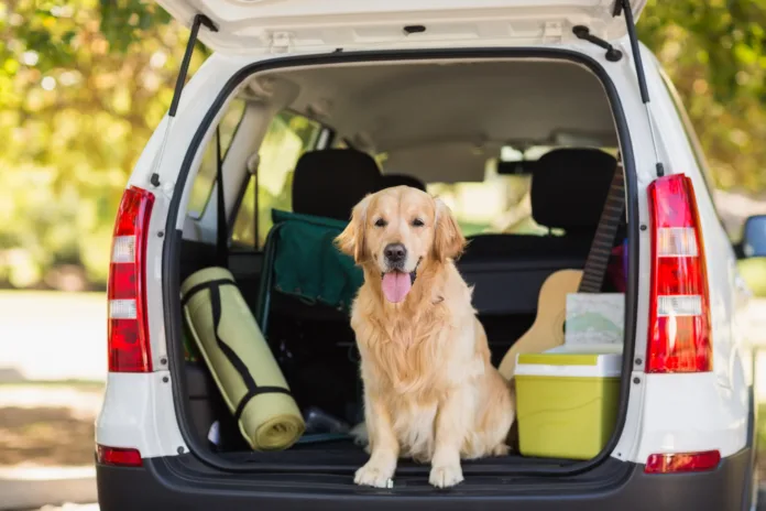 domestic-dog-sitting-in-the-car-trunk-stockpack-istock Domestic dog sitting in the car trunk