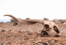 6 najslavnejših izumrtij v zgodovini: priča smo bili njihovemu izginotju Dry Goat Skull on the Rock Desert Canary Islands Spain