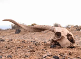 6 najslavnejših izumrtij v zgodovini: priča smo bili njihovemu izginotju Dry Goat Skull on the Rock Desert Canary Islands Spain
