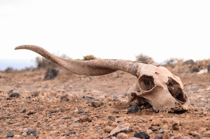 dry-goat-skull-on-the-rock-desert-canary-islands-spain-stockpack-istock Dry Goat Skull on the Rock Desert Canary Islands Spain