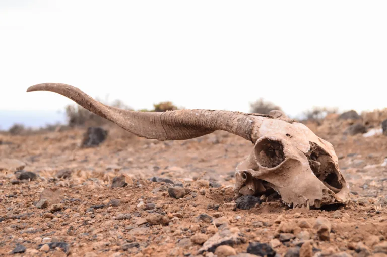 Dry Goat Skull on the Rock Desert Canary Islands Spain
