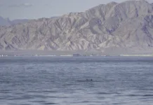 Na celem svetu jih je le še 10: bomo vrsto rešili pred izumrtjem? endangered vaquita porpoise