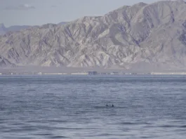 Na celem svetu jih je le še 10: bomo vrsto rešili pred izumrtjem? endangered vaquita porpoise
