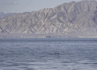Na celem svetu jih je le še 10: bomo vrsto rešili pred izumrtjem? endangered vaquita porpoise
