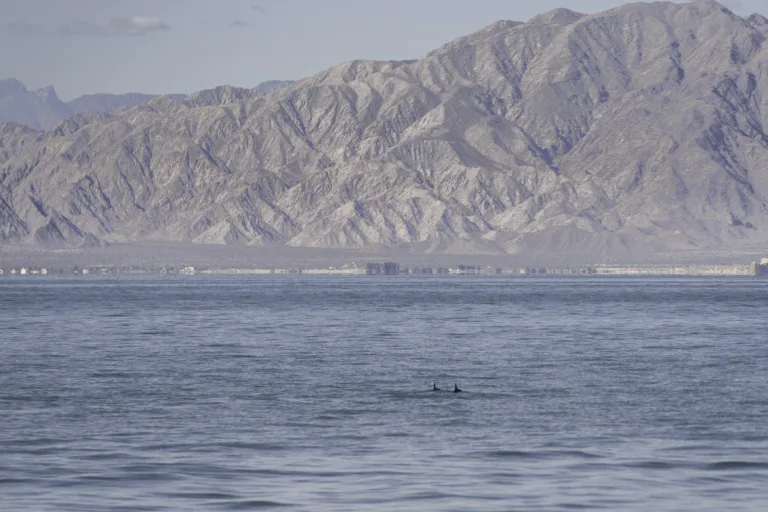 endangered vaquita porpoise