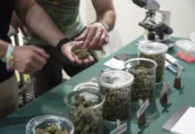 To je ena največjih raziskav o konoplji: Ugotovitve bi morale poznati vsi starši Jars full of dried cannabis flowering tops. Quality test.
