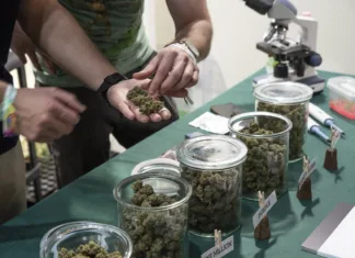 To je ena največjih raziskav o konoplji: Ugotovitve bi morali poznati vsi starši Jars full of dried cannabis flowering tops. Quality test.