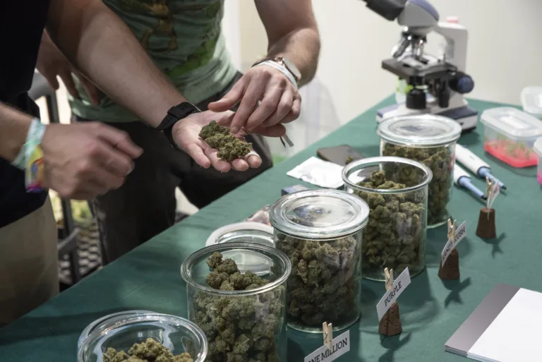 Jars full of dried cannabis flowering tops. Quality test.