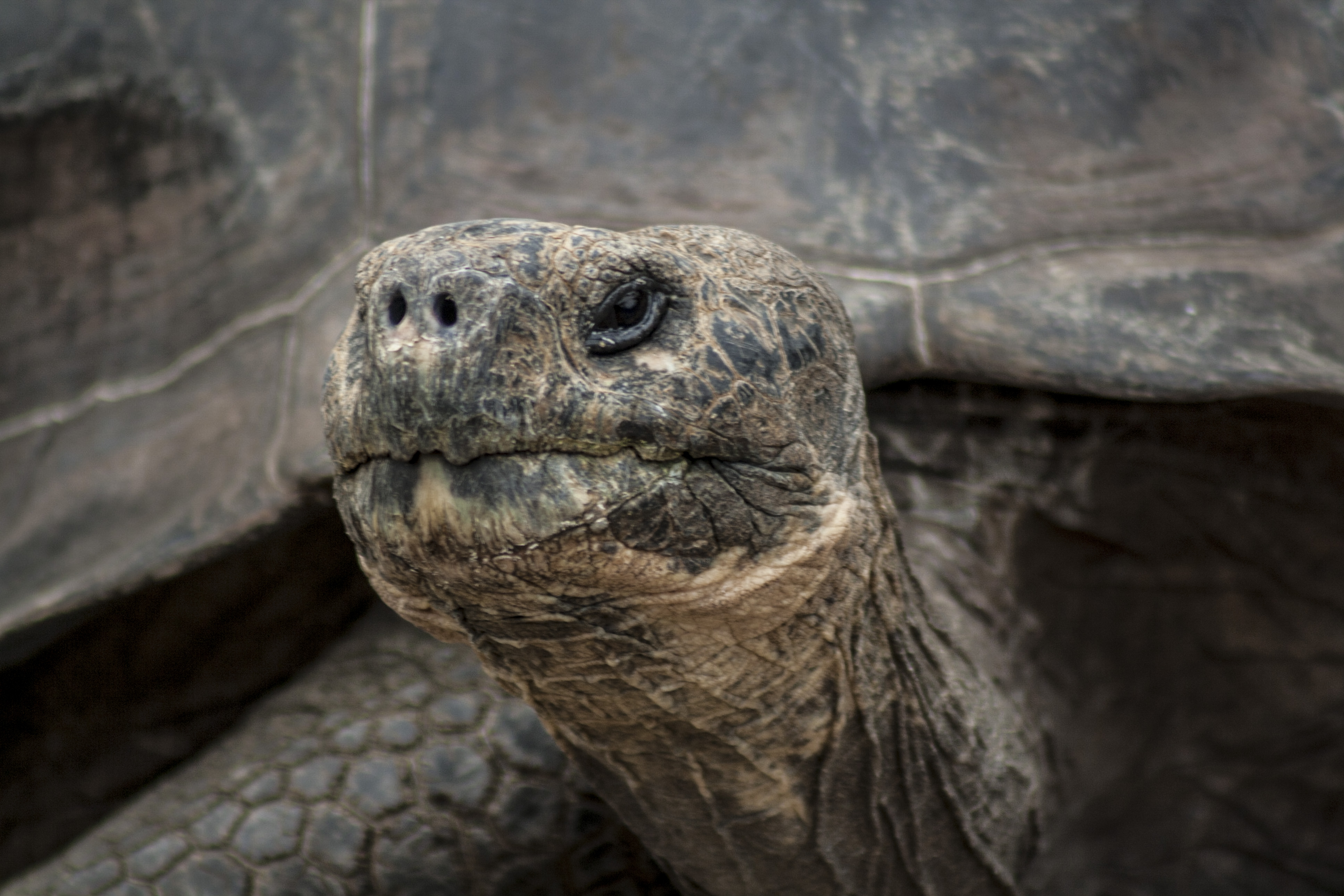 Lonesome George head shot close up in Galapagos islands