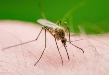 Zakaj komarji vedno pičijo vas, vašega partnerja pa pustijo pri miru? Malaria Infected Mosquito Bite. Leishmaniasis, Encephalitis, Yellow Fever, Dengue, Malaria Disease, Mayaro or Zika Virus Infectious Culex Mosquitoe Parasite Insect Macro.