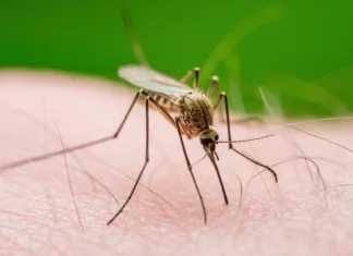 Zakaj komarji vedno pičijo vas, vašega partnerja pa pustijo pri miru? Malaria Infected Mosquito Bite. Leishmaniasis, Encephalitis, Yellow Fever, Dengue, Malaria Disease, Mayaro or Zika Virus Infectious Culex Mosquitoe Parasite Insect Macro.
