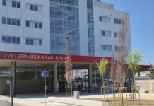 Žalostni prizori pri novi veterinarski fakulteti: »Kakšen je to odnos?« drevo