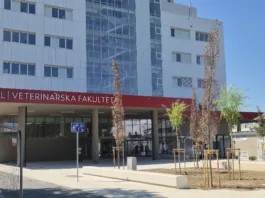 Žalostni prizori pri novi veterinarski fakulteti: »Kakšen je to odnos?« drevo