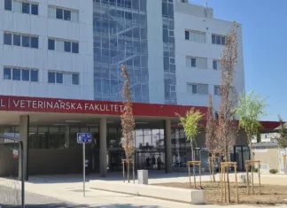 Žalostni prizori pri novi veterinarski fakulteti: »Kakšen je to odnos?« drevo