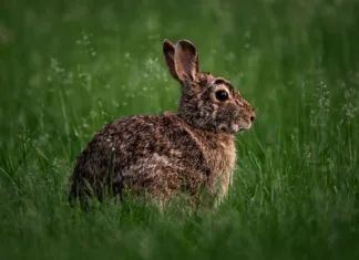 Zajec, ki se je skrival skoraj dva milijona let, končno najden: Kako se je izmikal strokovnjakom? eastern cottontail, wild rabbit, brown rabbit, native rabbit, eastern rabbit, bunny, wildlife, mammal, fur, nature, animal close-up, ground animal, pennsylvania wildlife, small mammal, backyard wildlife, cottontail, forest animal, soft fur, alert rabbit, native species