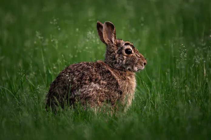 eastern cottontail, wild rabbit, brown rabbit, native rabbit, eastern rabbit, bunny, wildlife, mammal, fur, nature, animal close-up, ground animal, pennsylvania wildlife, small mammal, backyard wildlife, cottontail, forest animal, soft fur, alert rabbit, native species