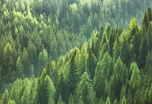 Najredkejša drevesna vrsta v Evropi Healthy green trees in a forest of old spruce, fir and pine trees in wilderness of a national park. Sustainable industry, ecosystem and healthy environment concepts and background.