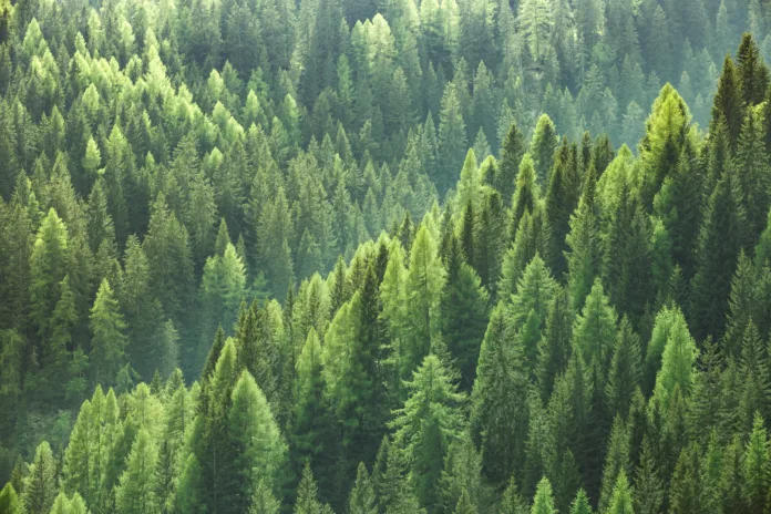 healthy-green-trees-in-a-forest-of-old-spruce-fir-and-pine-trees-in-wilderness-of-a-national-park-sustainable-industry-ecosystem-and-healthy-environment-concepts-and-background-stockpack-istock Healthy green trees in a forest of old spruce, fir and pine trees in wilderness of a national park. Sustainable industry, ecosystem and healthy environment concepts and background.