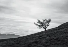 Najredkejša drevesna vrsta na svetu Lone wind-blown tree on a grassy hillside under a dramatic cloudy sky, captured in black and white, evoking solitude, resilience, and the beauty of minimalism in nature