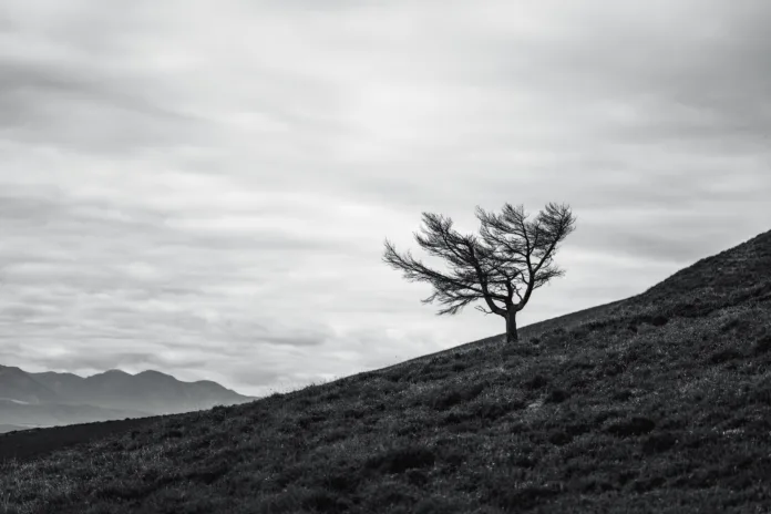 lone-wind-blown-tree-on-a-grassy-hillside-under-a-dramatic-cloudy-sky-captured-in-black-and-white-evoking-solitude-resilience-and-the-beauty-of-minimalism-in-nature-stockpack-istock Lone wind-blown tree on a grassy hillside under a dramatic cloudy sky, captured in black and white, evoking solitude, resilience, and the beauty of minimalism in nature