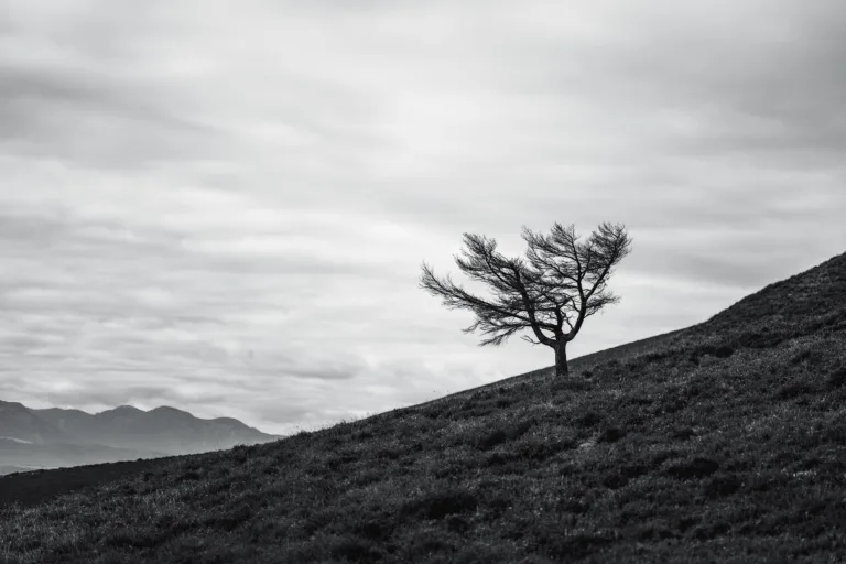 Lone wind-blown tree on a grassy hillside under a dramatic cloudy sky, captured in black and white, evoking solitude, resilience, and the beauty of minimalism in nature