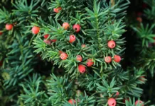 Najredkejša drevesna vrsta v Sloveniji Taxus baccata European yew is conifer shrub with poisonous and bitter red ripened berry fruits