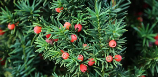 Taxus baccata European yew is conifer shrub with poisonous and bitter red ripened berry fruits