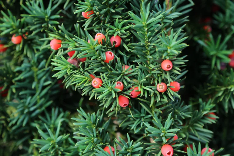 Taxus baccata European yew is conifer shrub with poisonous and bitter red ripened berry fruits