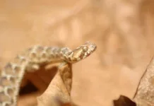 Najsmrtonosnejše kače na svetu Young saw-scaled viper, Echis carinatus, Tamil Nadu, South India