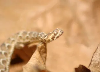 Najsmrtonosnejše kače na svetu Young saw-scaled viper, Echis carinatus, Tamil Nadu, South India