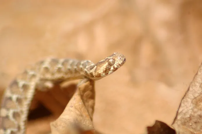 Young saw-scaled viper, Echis carinatus, Tamil Nadu, South India