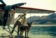 Ljubitelji psov si bodo med tem filmom grizli nohte: Brad Pitt in njegov štirinožni partner se borita za preživetje Foto: Karantanija Cinemas