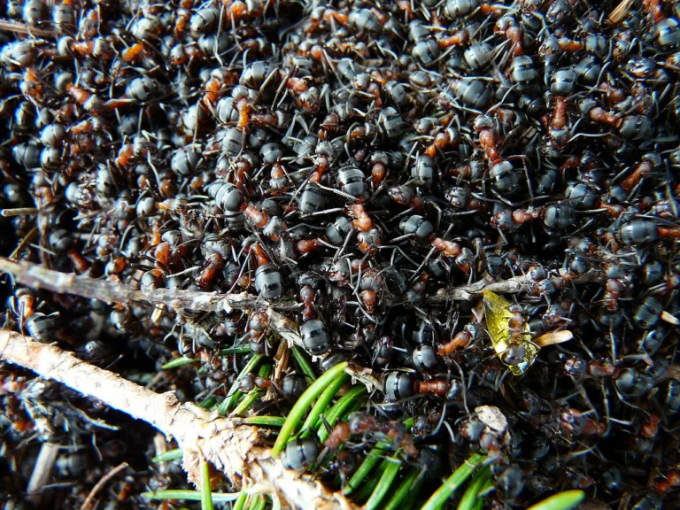 ants, wood ants, formica, red wood ant, formica rufa, formica polyctena, nature, animal, red, wood ant, wood ant colony, ants, ants, ants, ants, ants